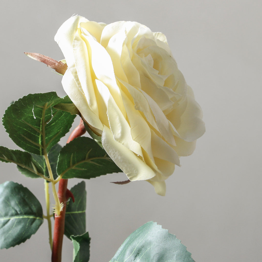 Rose 52cm White - Few and Far - Flowers & Foliage
