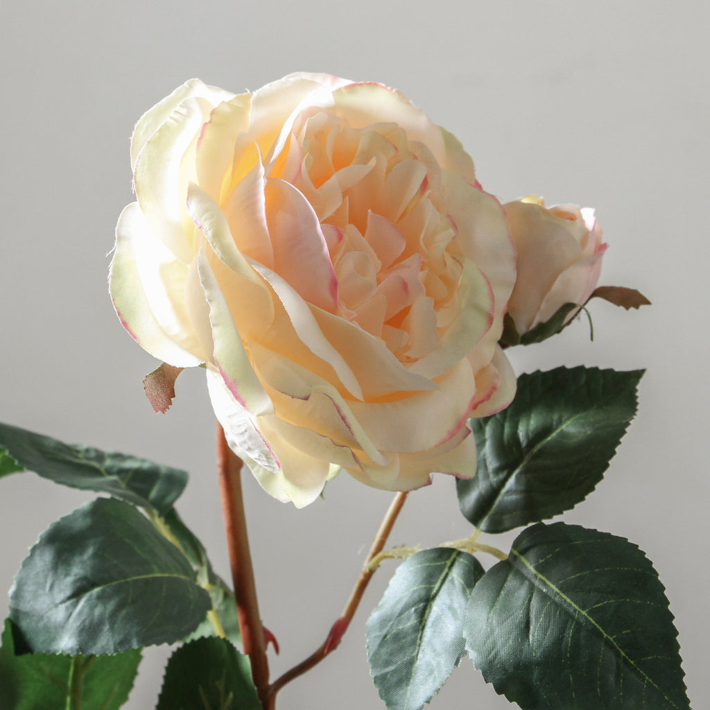 Rose 53cm Soft Pink - Few and Far - Flowers & Foliage