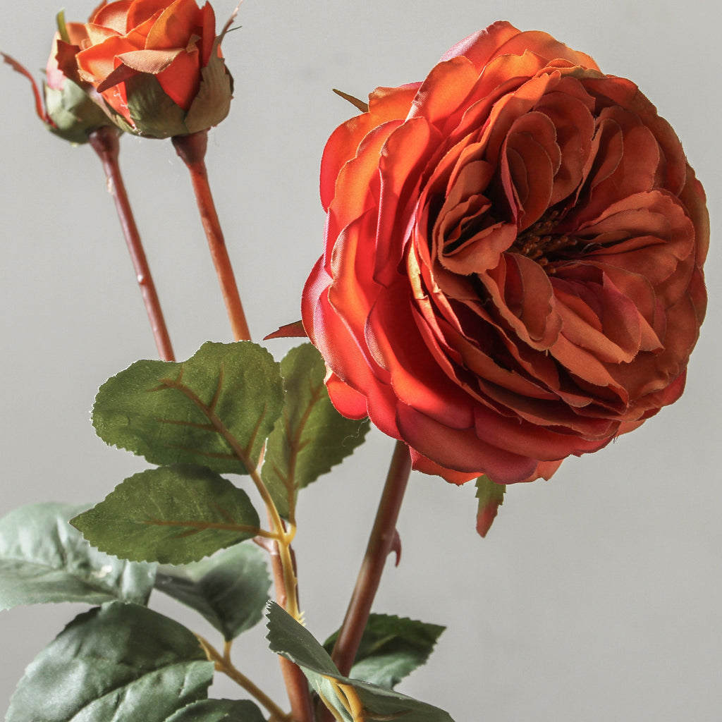 Rose 55cm Burnt Orange - Few and Far - Flowers & Foliage