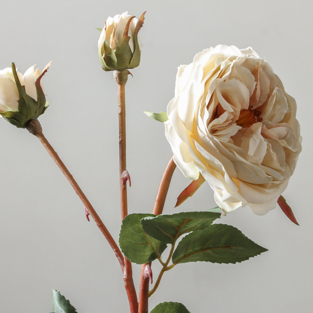 Rose 55cm White - Few and Far - Flowers & Foliage