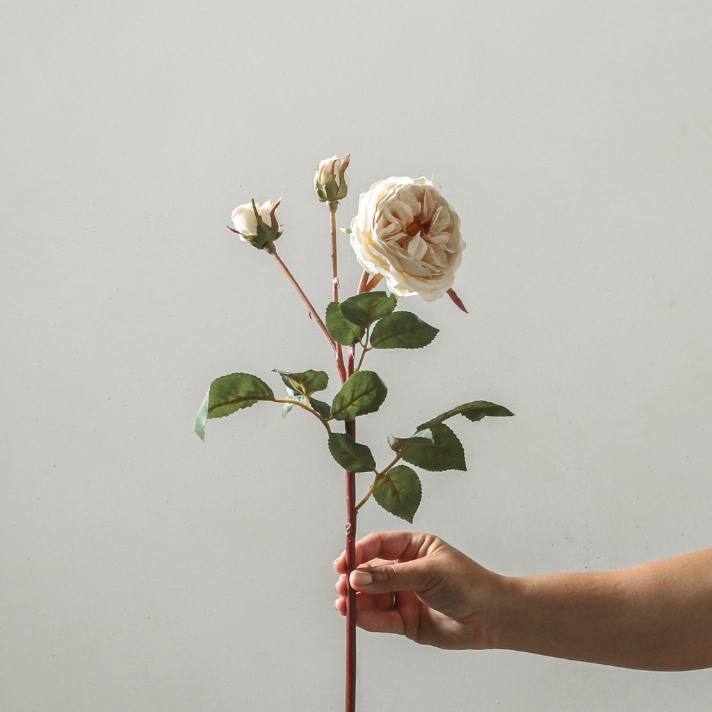 Rose 55cm White - Few and Far - Flowers & Foliage