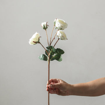 Rose 57cm White - Few and Far - Flowers & Foliage