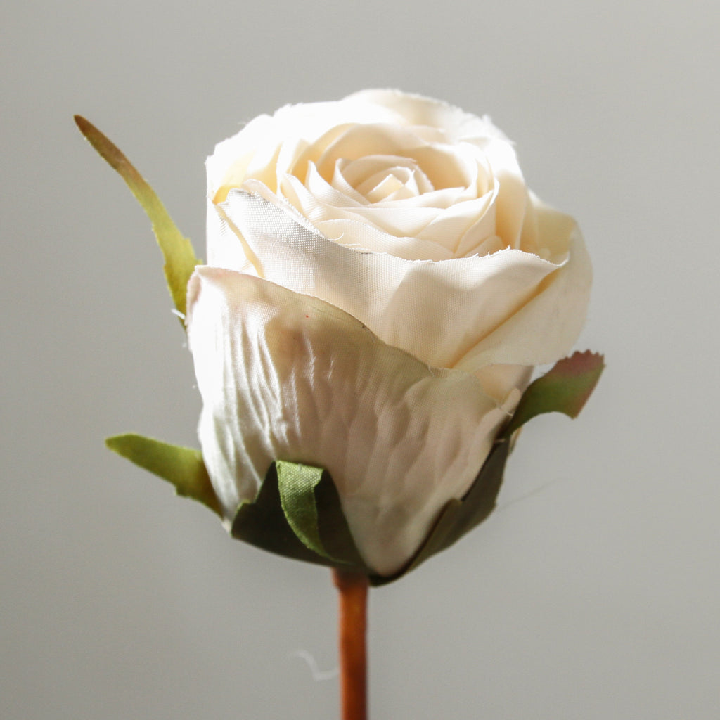 Rose 60cm White - Few and Far - Flowers & Foliage