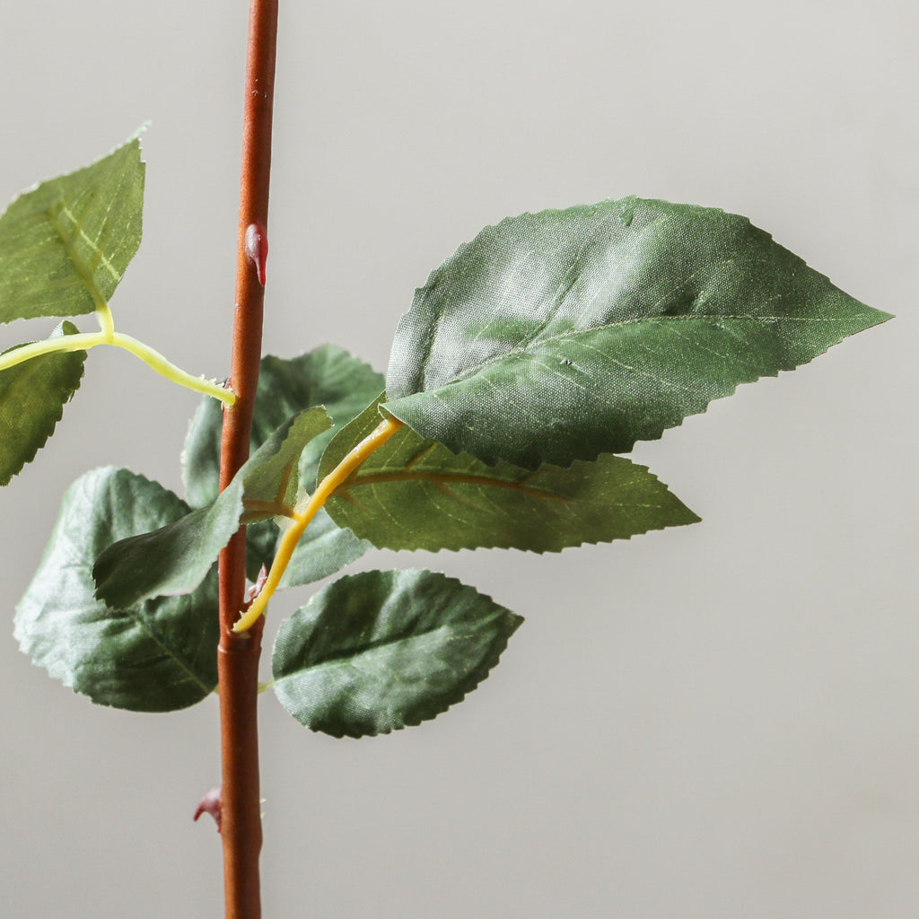 Rose 60cm White - Few and Far - Flowers & Foliage