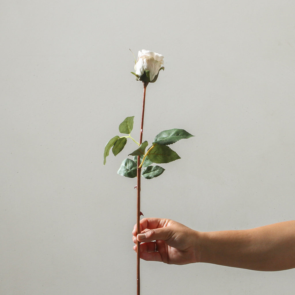 Rose 60cm White - Few and Far - Flowers & Foliage