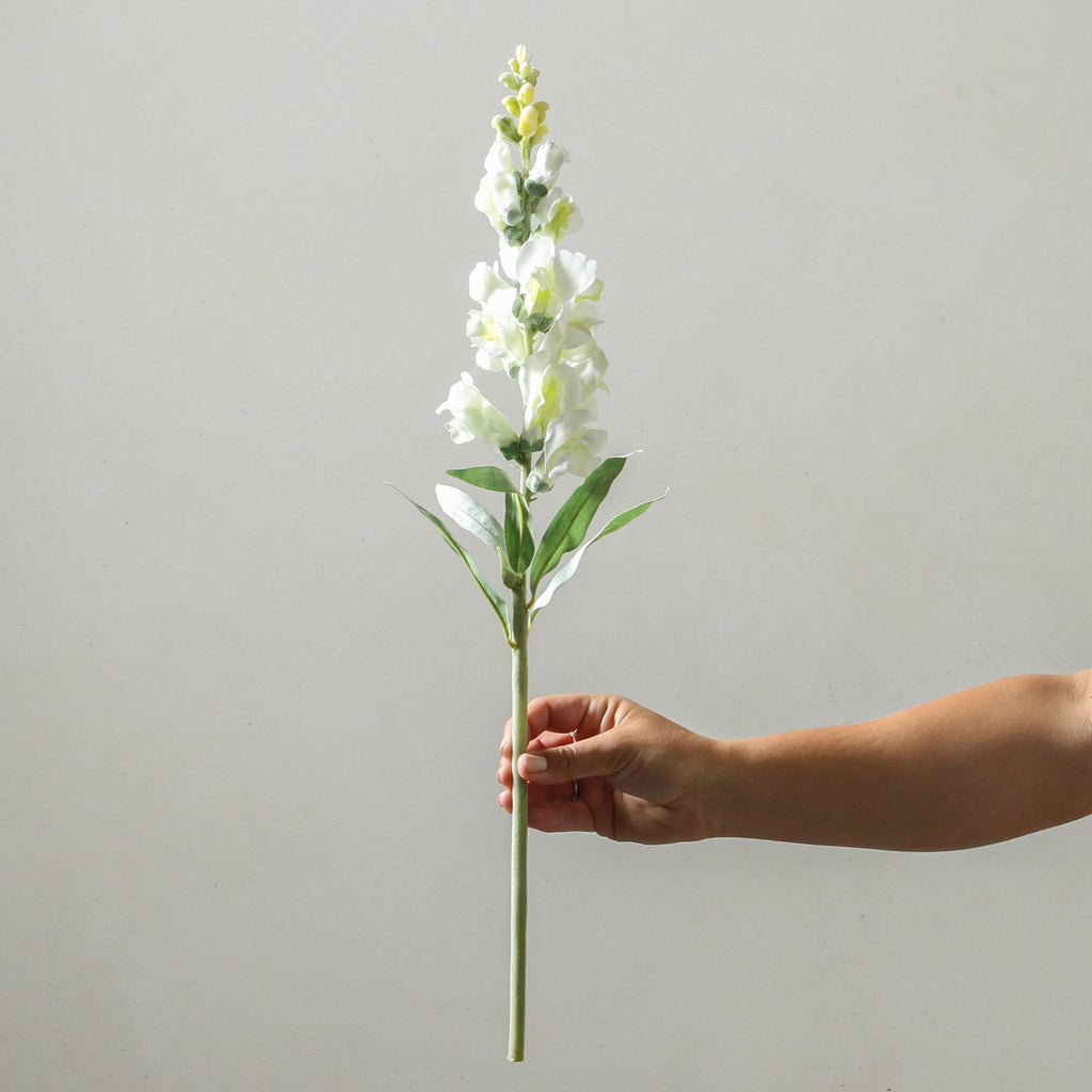 Snapdragon 60cm White - Few and Far - Flowers & Foliage
