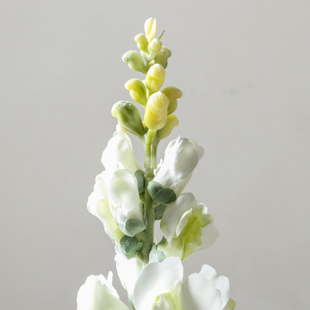 Snapdragon 60cm White - Few and Far - Flowers & Foliage