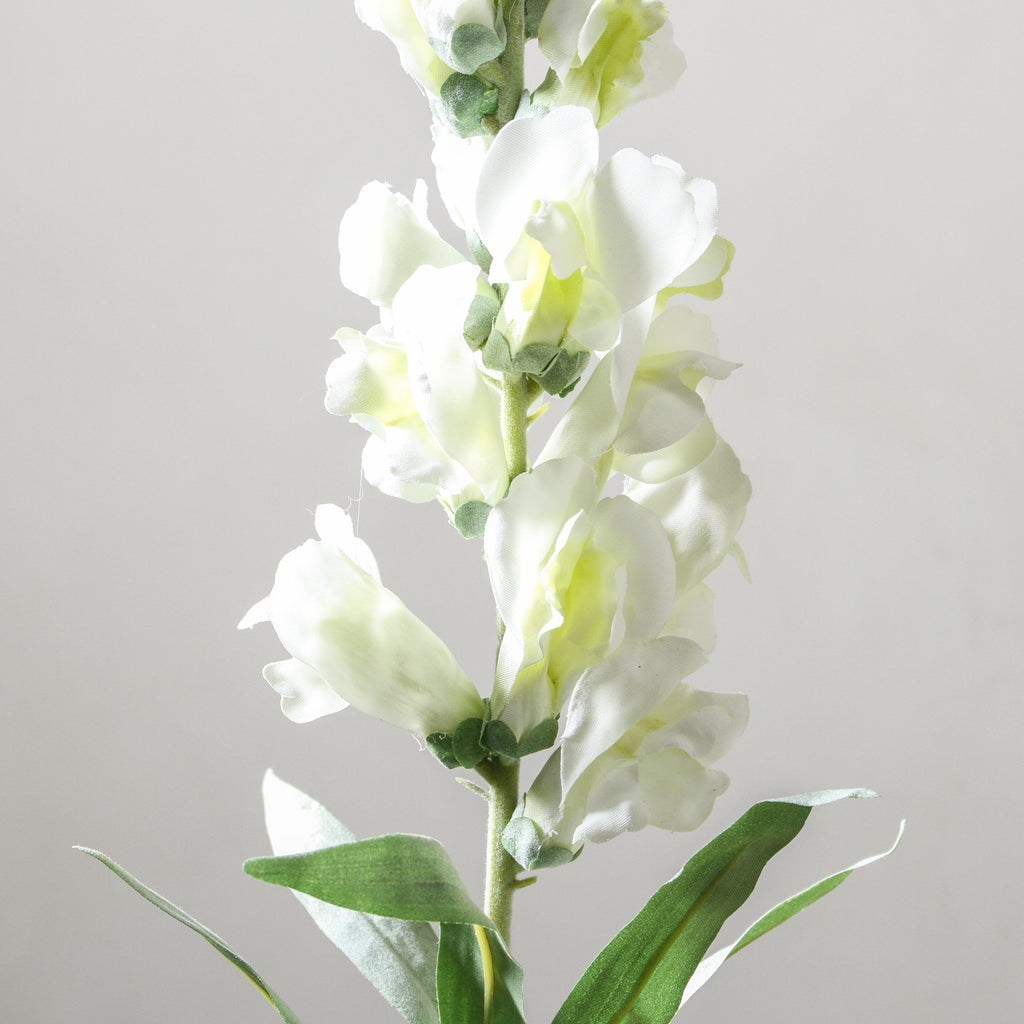 Snapdragon 60cm White - Few and Far - Flowers & Foliage