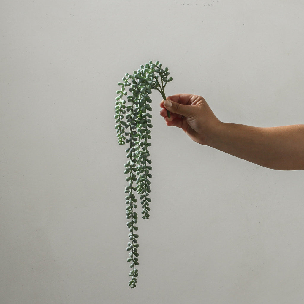 String of Pearls Hanging Bush Grey Green 45cm - Few and Far - Flowers & Foliage