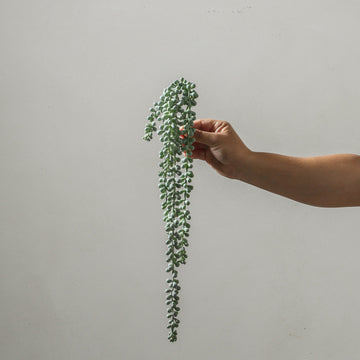 String of Pearls Hanging Bush Grey Green 45cm - Few and Far - Flowers & Foliage